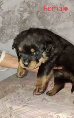 rottweiler puppies male and female pair available