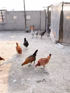 golden misri hens