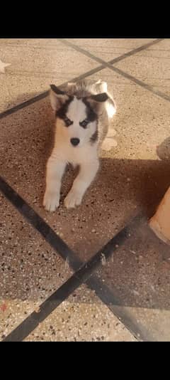 Alaskan malamute