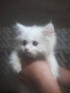 Persian cat Hai teenon female hai aur bahut acchi semi face triple