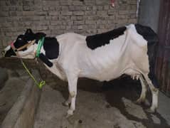 Fresion cross cow tazi sui hui