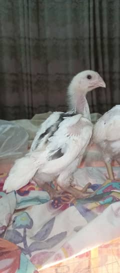 O shamo chicks available / shamo / aseel / chick's / hens / murga