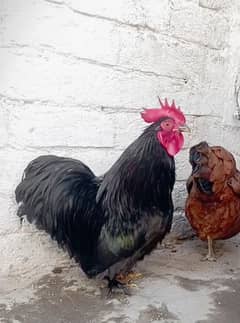 Bantam Male