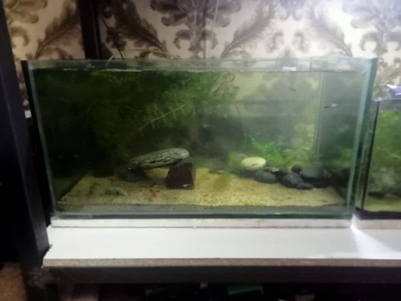 aquarium for sale 6