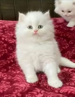 persian cat for sale 2 month age WhatsApp number 03417057463