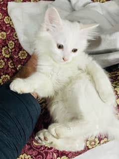 Persian Kittens for sale