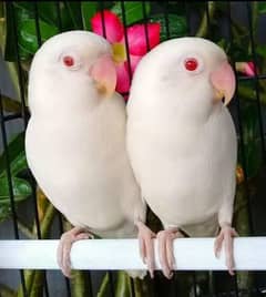 Albino red eyes,Cremino,Decino,Albino black eyes