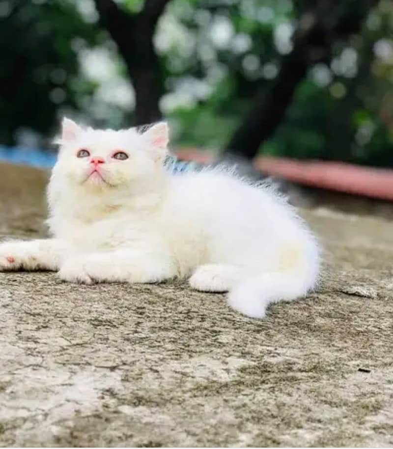 Fully trained triple coat pure Persian cat age is 4.5 months 0