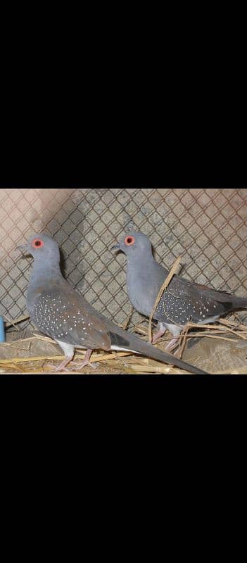 Diamond dove breeder pairs 0