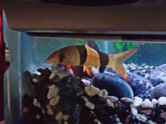 CLOWN LOACH & Red Eye Albino Shark