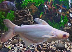 Red Eye Albino Shark