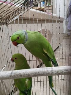 Ringneck Pair