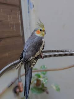 Handtain Cockatiel