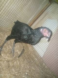 Australorp murga for sale, aseel  sa exchange b ho jaha gai