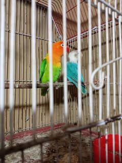 Green Ewing opline / Blue fishri love bird pair