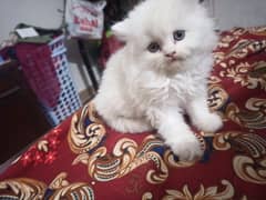 Kitten for Sale 45 days Home Breed