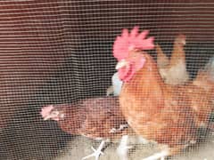 Misri Golden Male Hen Available For Sale In Gulistan-E-Johuar Block 19