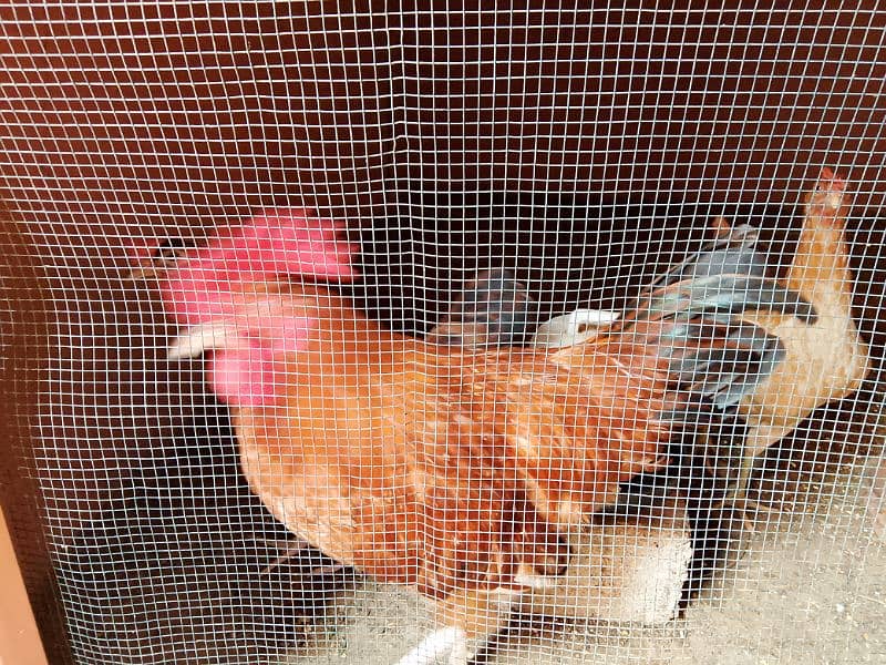 Misri Golden Male Hen Available For Sale In Gulistan-E-Johuar Block 19 1