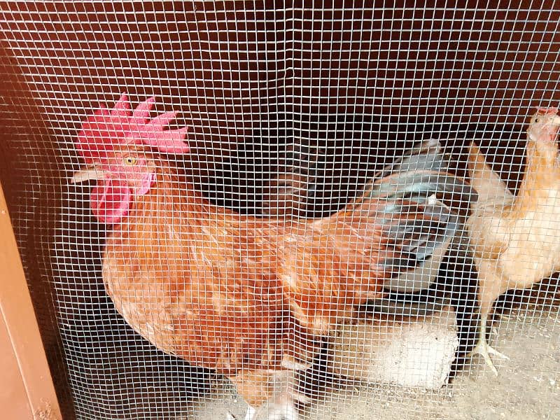 Misri Golden Male Hen Available For Sale In Gulistan-E-Johuar Block 19 2