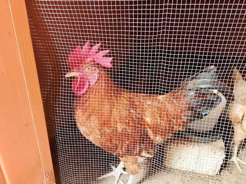 Misri Golden Male Hen Available For Sale In Gulistan-E-Johuar Block 19 3