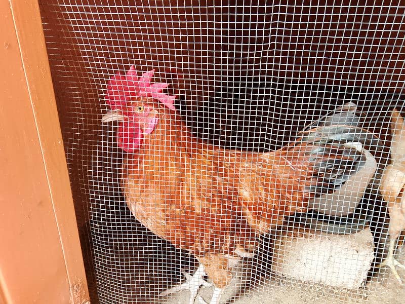 Misri Golden Male Hen Available For Sale In Gulistan-E-Johuar Block 19 4