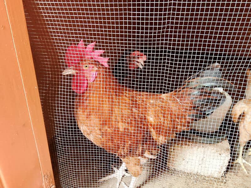 Misri Golden Male Hen Available For Sale In Gulistan-E-Johuar Block 19 5