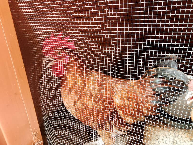 Misri Golden Male Hen Available For Sale In Gulistan-E-Johuar Block 19 6