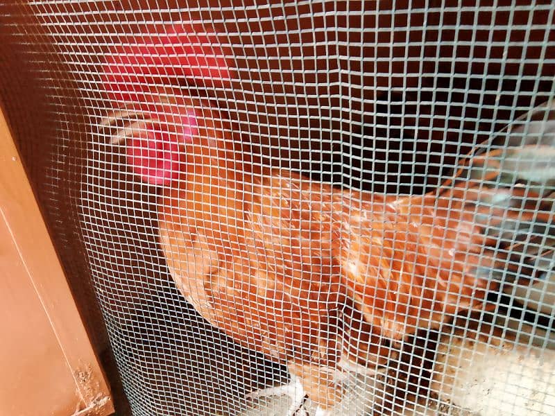 Misri Golden Male Hen Available For Sale In Gulistan-E-Johuar Block 19 7