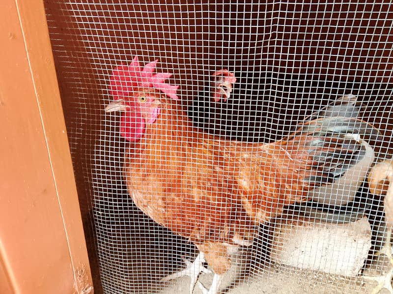 Misri Golden Male Hen Available For Sale In Gulistan-E-Johuar Block 19 8