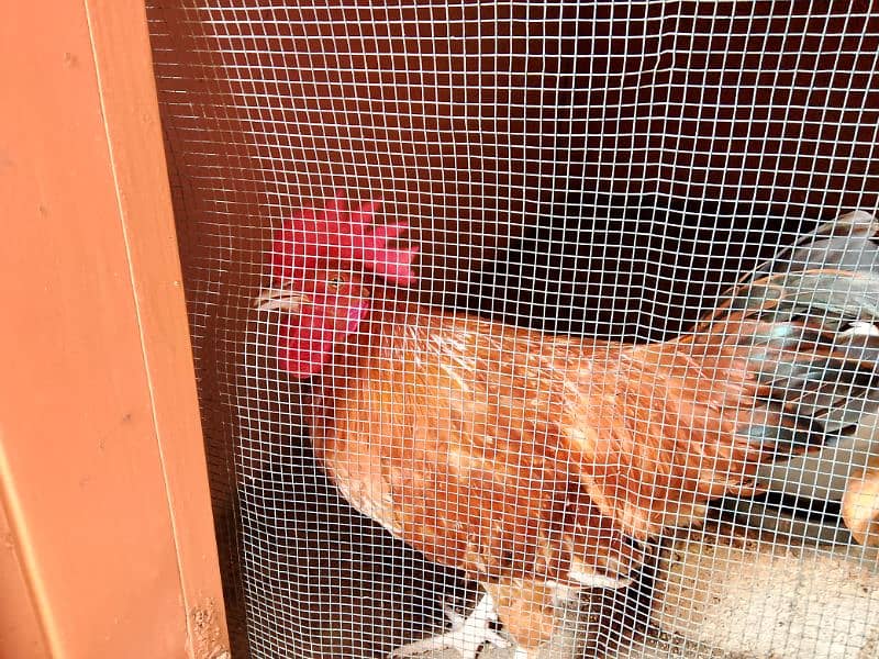 Misri Golden Male Hen Available For Sale In Gulistan-E-Johuar Block 19 9