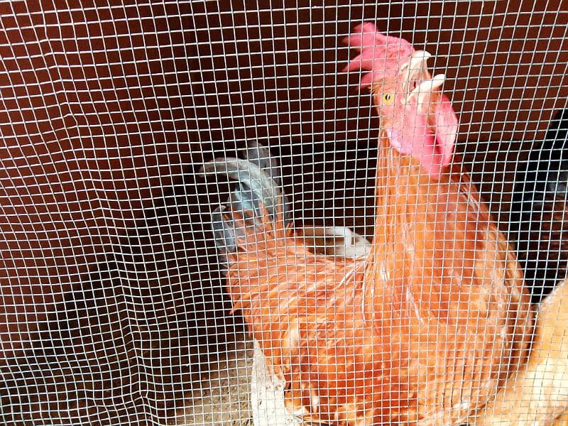 Misri Golden Male Hen Available For Sale In Gulistan-E-Johuar Block 19 10