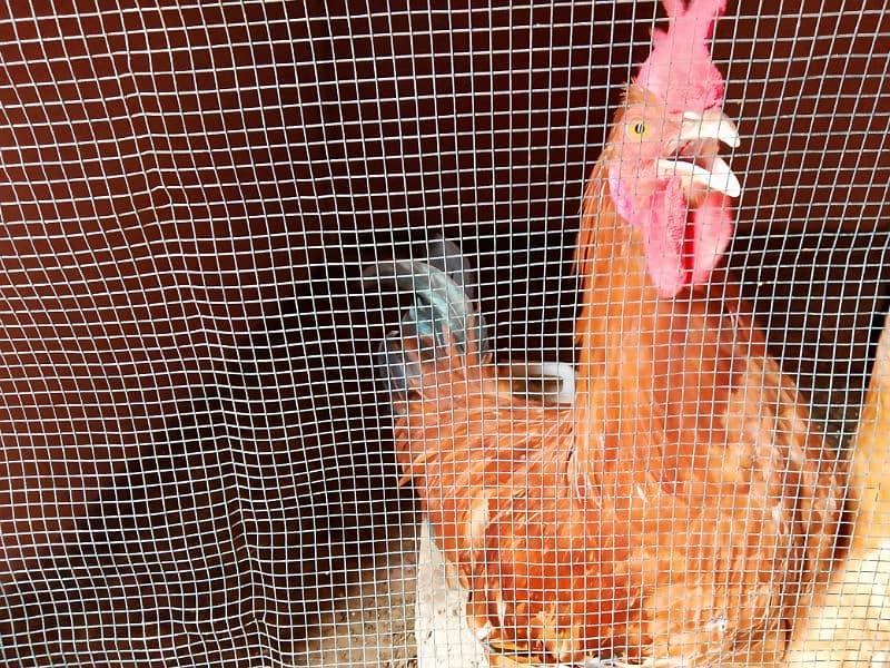 Misri Golden Male Hen Available For Sale In Gulistan-E-Johuar Block 19 11