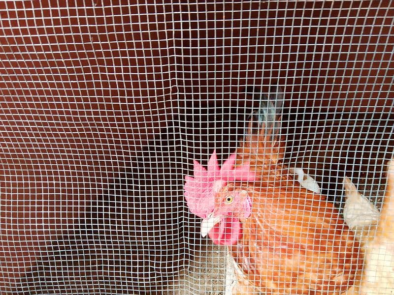 Misri Golden Male Hen Available For Sale In Gulistan-E-Johuar Block 19 12