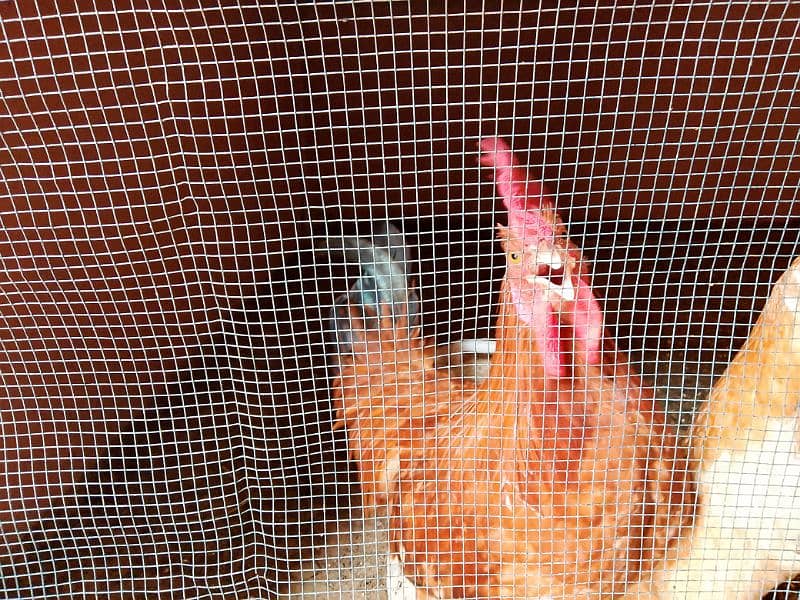 Misri Golden Male Hen Available For Sale In Gulistan-E-Johuar Block 19 13