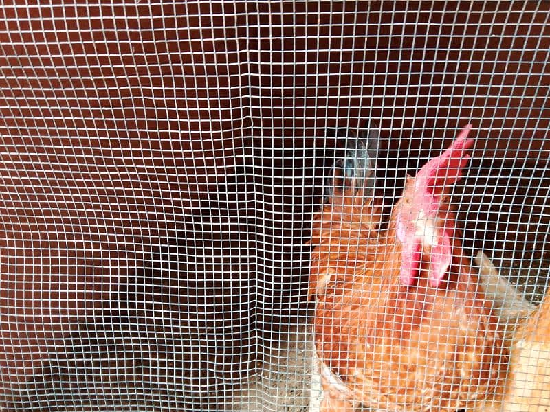 Misri Golden Male Hen Available For Sale In Gulistan-E-Johuar Block 19 15