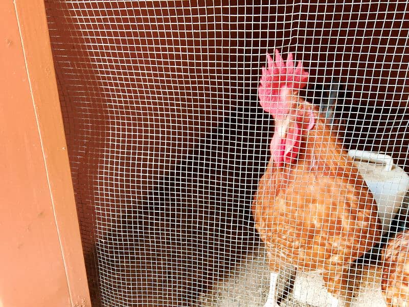 Misri Golden Male Hen Available For Sale In Gulistan-E-Johuar Block 19 16