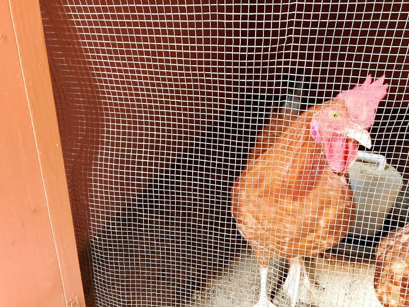 Misri Golden Male Hen Available For Sale In Gulistan-E-Johuar Block 19 17