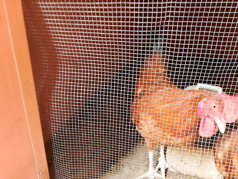 Misri Golden Male Hen Available For Sale In Gulistan-E-Johuar Block 19 18