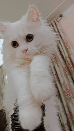 persian cat