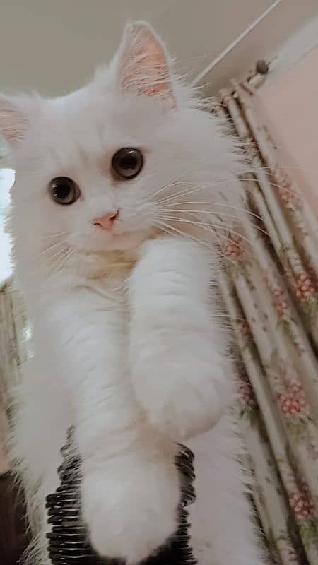 persian cat 0