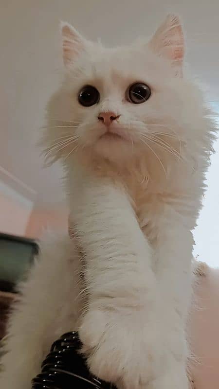 persian cat 1