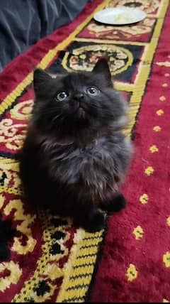 top quality black Persian male kitten