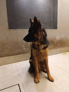 Strong breed German shephard