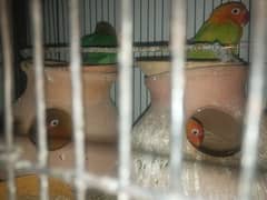 Love bird and Fisher 4 pair total 8 breeder pair