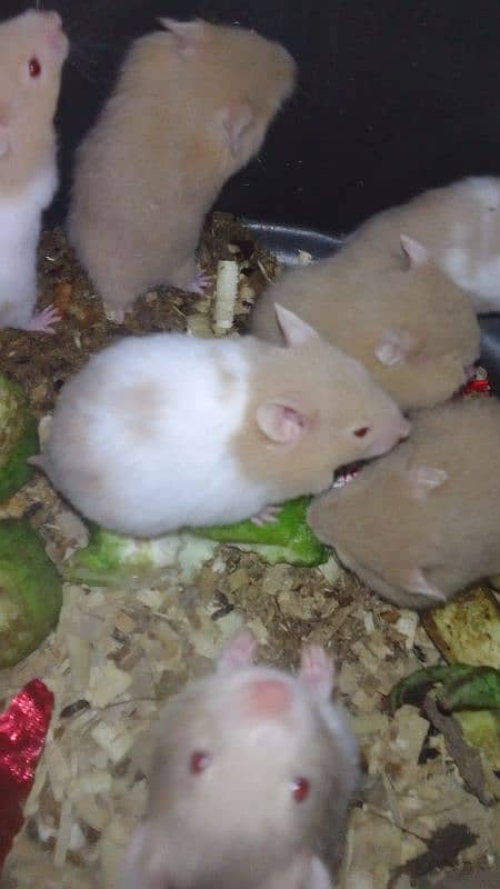 Hamster 2