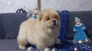 Chow chow puppies available for booking