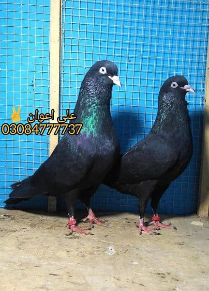 Outclass pigeons kabutar Quality birds black teddy Pegions Kabootar 18