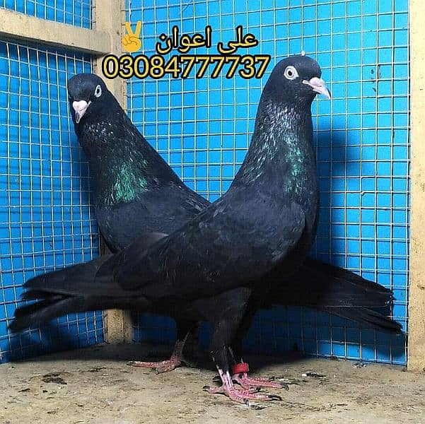 Outclass pigeons kabutar Quality birds black teddy Pegions Kabootar 19