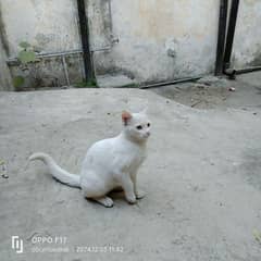 beautiful Himalayan cat