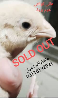 Heera Aseel/ White/ Breeder Madi/ Eggs / Chicks / Breeder / madi